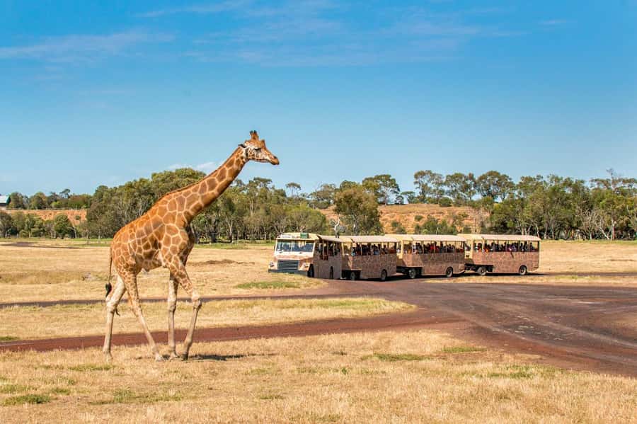 Werribee Open Range Zoo: Entry Ticket - Getting there from Melbourne