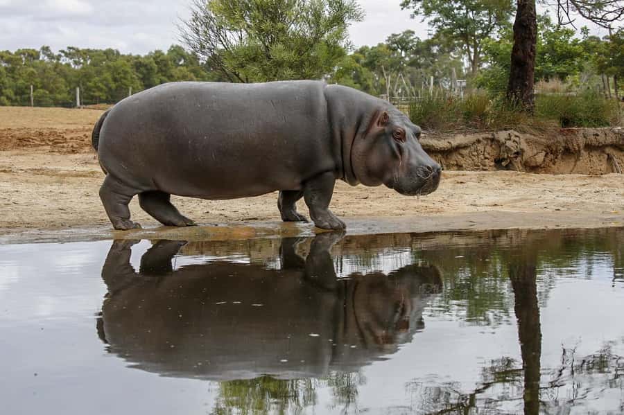 Werribee Open Range Zoo: Entry Ticket - Accessibility and comfort details