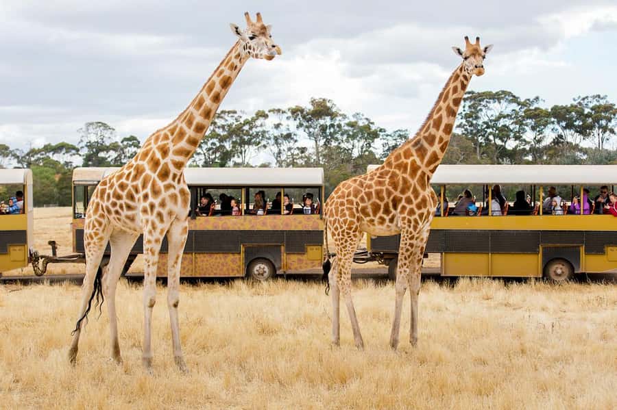 Werribee Open Range Zoo: Entry Ticket - African animals in open, carefully planned settings