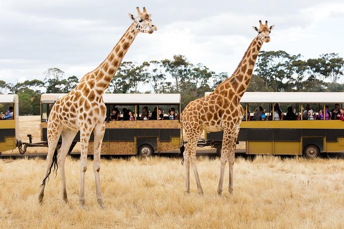 Werribee Open Range Zoo General Admission Ticket - The safari bus gives Werribee its special character