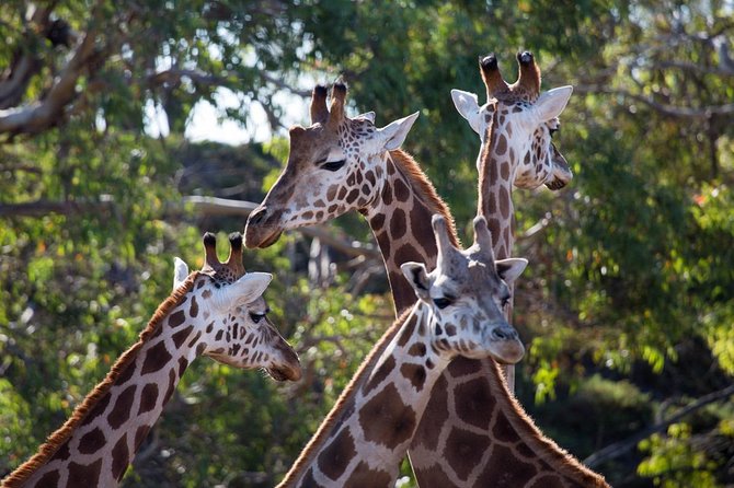 Werribee Open Range Zoo General Admission Ticket - A family day with room for breaks