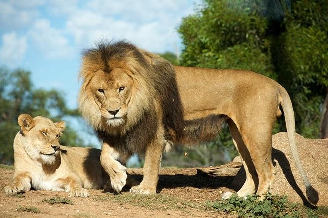 Werribee Open Range Zoo General Admission Ticket - Is the A$40.88 ticket good value?