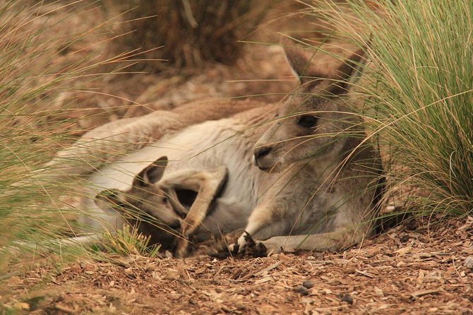 Werribee Open Range Zoo General Admission Ticket - What you may see across the open grassland