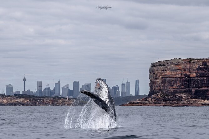 Whale Watching Boat Trip in Sydney - From Darling Harbour to the open ocean