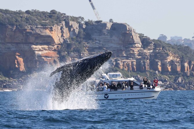 Whale Watching Boat Trip in Sydney - Beyond the Heads, where the search begins