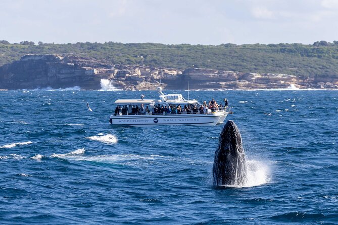 Whale Watching Boat Trip in Sydney - Why the small group changes the experience