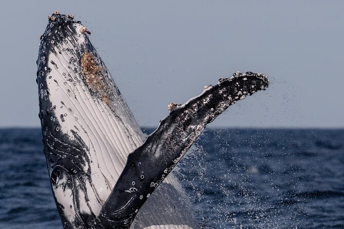 Whale Watching Boat Trip in Sydney - Crew members who make the difference