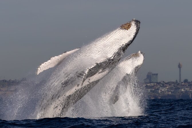 Whale Watching Boat Trip in Sydney - Seasickness, spray, and what to pack