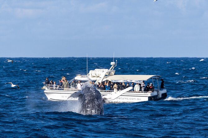 Whale Watching Boat Trip in Sydney - Is $99.70 good value?
