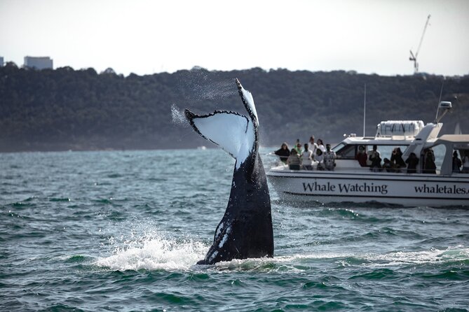 Whale Watching Boat Trip in Sydney - Who should book this cruise?