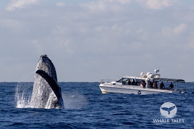 Whale Watching Boat Trip in Sydney - What you might see during the migration