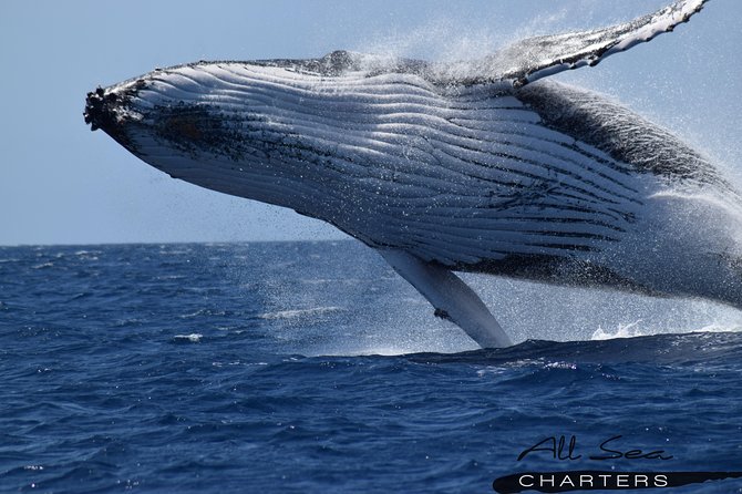Whale Watching Busselton - Key things to know before you book