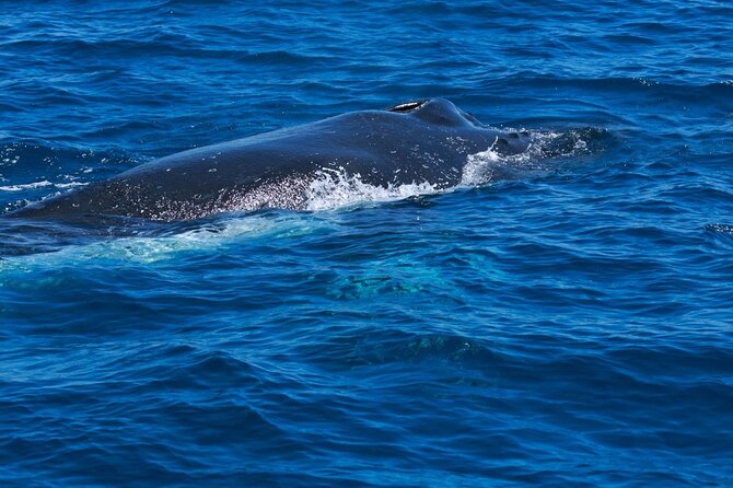 Whale Watching Busselton - From Port Geographe Marina to open water