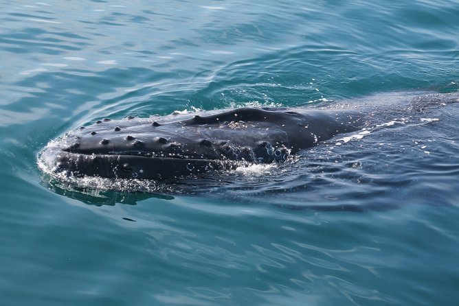 Whale Watching Busselton - How rough water can affect the outing