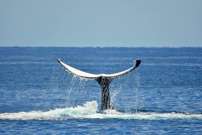 Whale Watching Busselton - What you might see in Geographe Bay