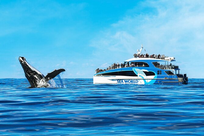 Whale Watching by Sea World Cruises - Watching whales from the Spirit of Migaloo II