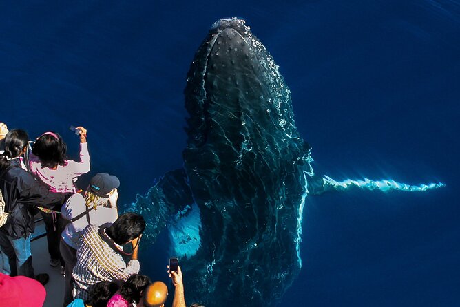 Whale Watching by Sea World Cruises - Reaching the Australian Whale Sanctuary