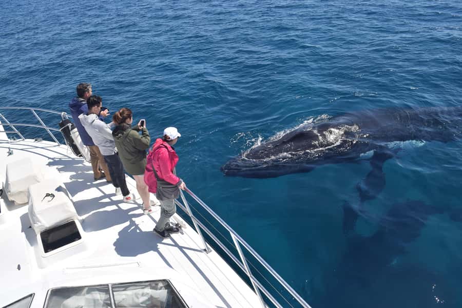 Whale Watching Cruise from Busselton, Augusta or Dunsborough - Key points at a glance