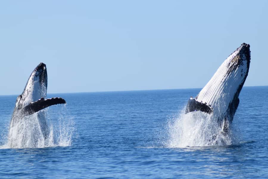 Whale Watching Cruise from Busselton, Augusta or Dunsborough - Why the migration timing shapes your choice