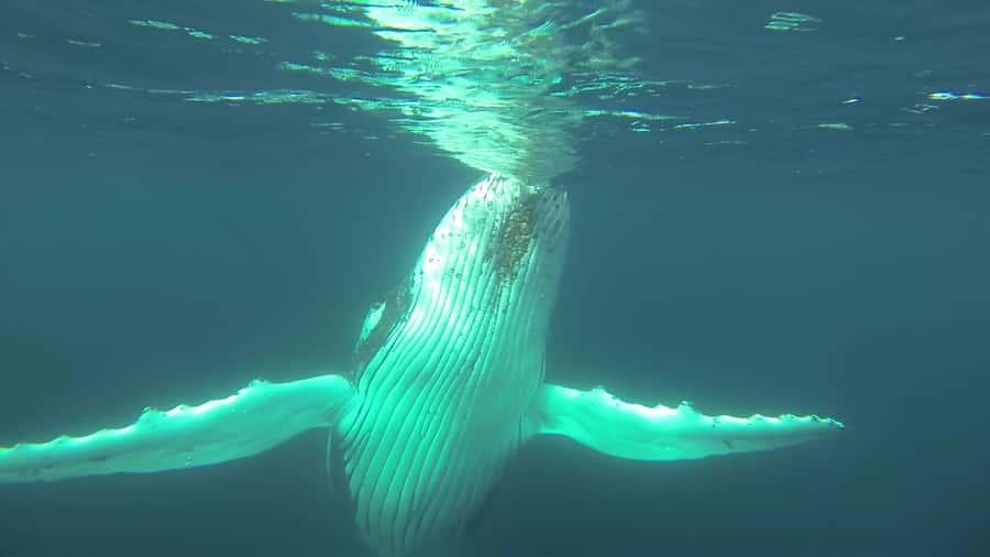 Whale Watching Cruise from Busselton, Augusta or Dunsborough - The crew makes the difference