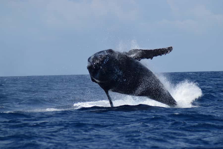 Whale Watching Cruise from Busselton, Augusta or Dunsborough - Taking children without losing patience