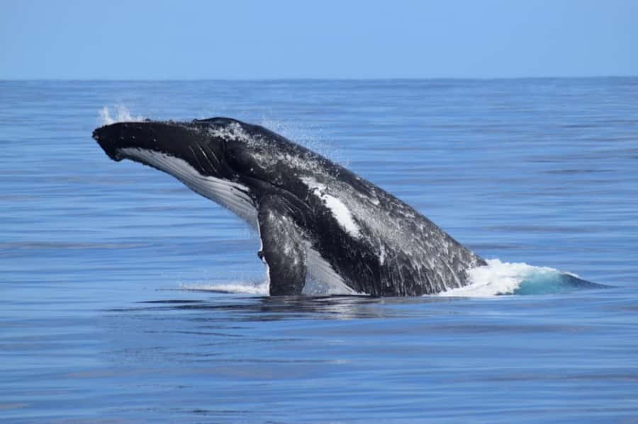 Whale Watching Cruise from Busselton, Augusta or Dunsborough - Leaving the harbor on a purpose-built boat