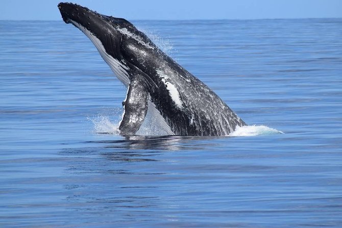 Whale Watching Dunsborough - The Best Time and Place in Your Day