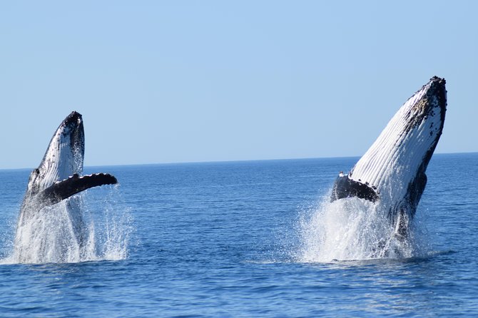 Whale Watching Dunsborough - What the Two-Hour Cruise Feels Like