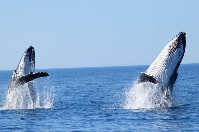 Whale Watching from Augusta in Western Australia - Watching whales before they head north