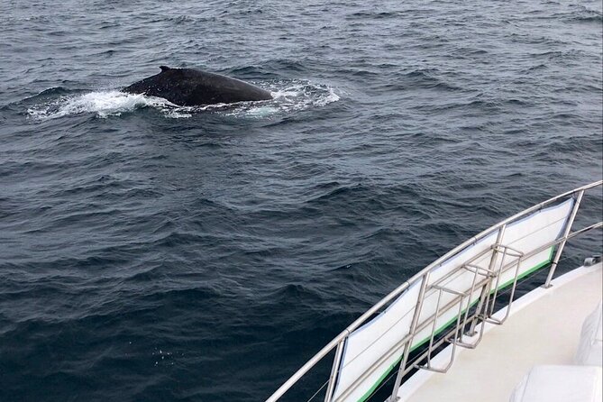 Whale Watching from Augusta in Western Australia - What the two-hour cruise feels like