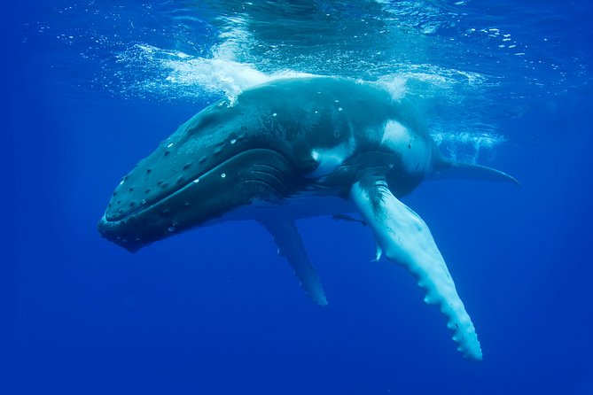 Whale Watching from Augusta in Western Australia - Why the whale sightings feel worthwhile