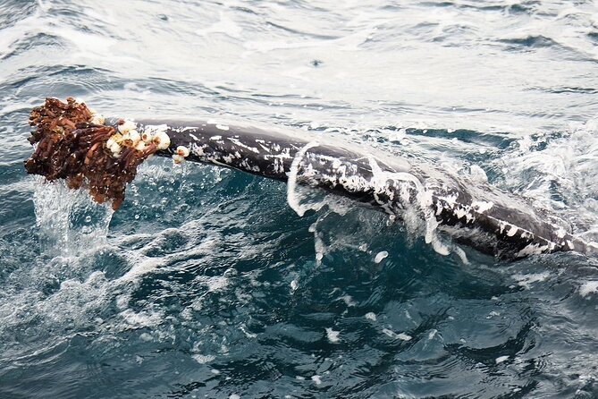 Whale Watching from Augusta in Western Australia - Handling motion sickness and changeable weather
