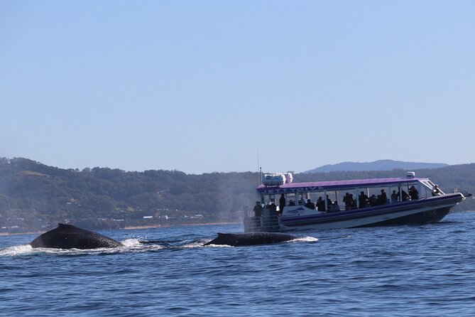 Whale Watching in Coffs Harbour - Key points to know before you book