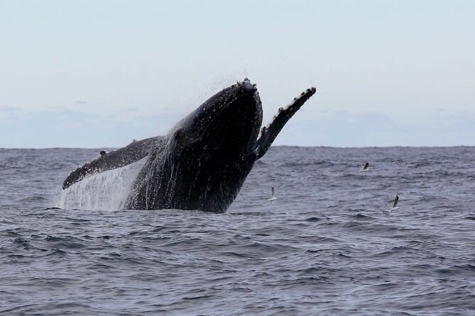 Whale Watching in Coffs Harbour - Leaving from the Coffs Harbour marina