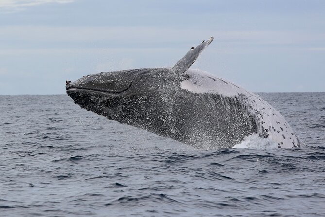 Whale Watching in Coffs Harbour - The whales and the best season to go