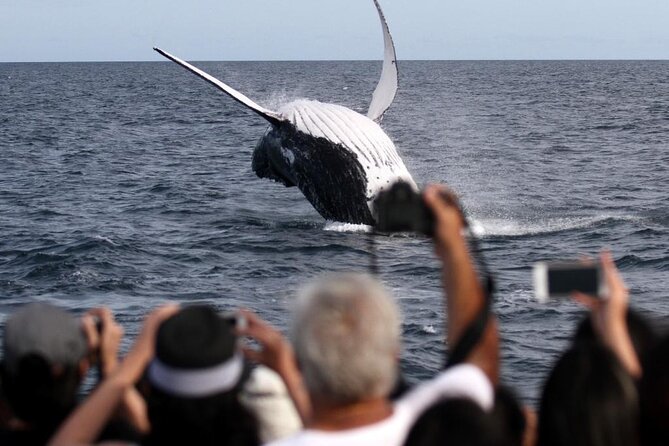 Whale Watching Tour with Spirit of Gold Coast - Comforts, Food, and the Photo Souvenir