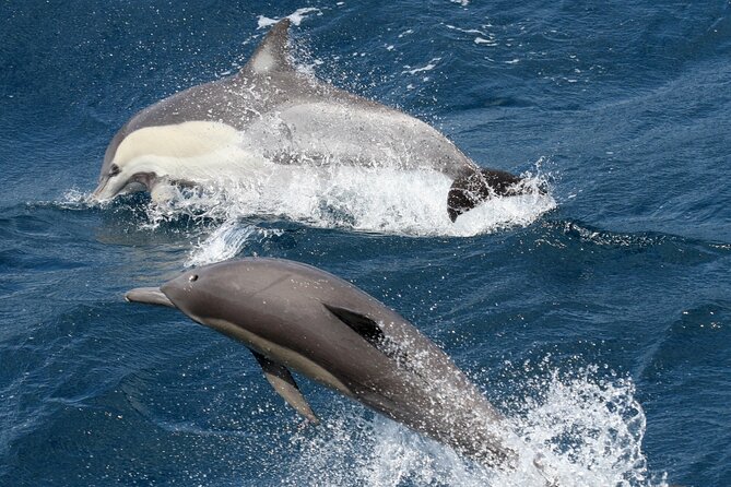 Whale Watching Tour with Spirit of Gold Coast - Rough Water and Seasickness