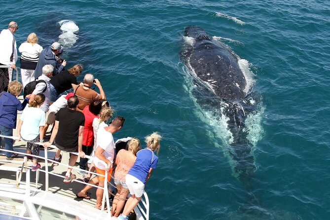Whale Watching Tour with Spirit of Gold Coast - What You Are Paying For at $53.08