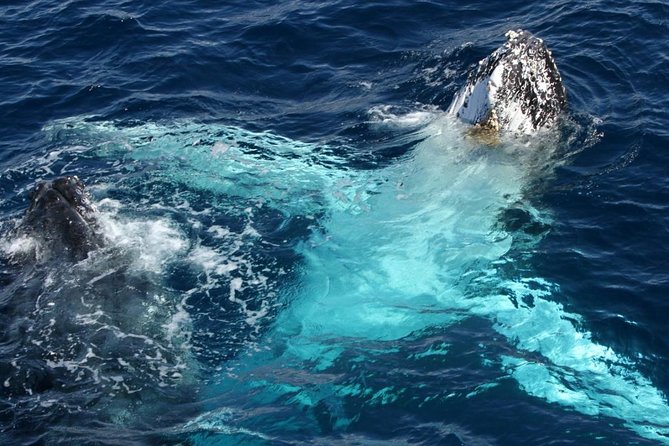 Whale Watching Tour with Spirit of Gold Coast - Who Should Book This Cruise