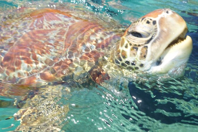Whisper Cruises - One-Hour Turtle Spotting Bay Cruise - Why Tallulah makes turtle watching different