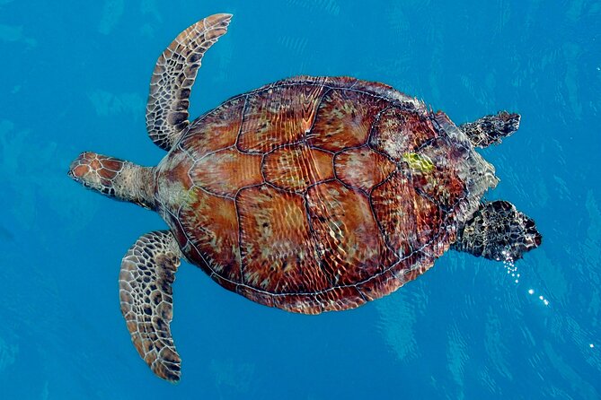 Whisper Cruises - One-Hour Turtle Spotting Bay Cruise - Meeting at Shingley Drive