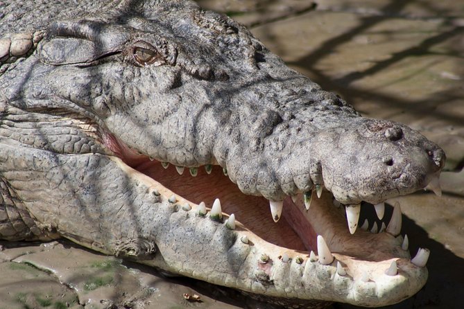Whitsunday Crocodile Safari - The morning ride from Airlie Beach