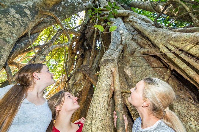 Whitsunday Segway Rainforest Discovery Tour - Starting from Airlie Beach with pickup at 9:15 am