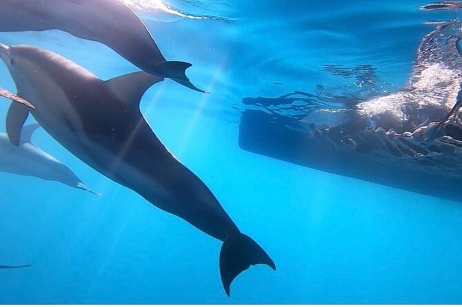 Wild Dolphin Swim Cruise - The cruise into the Gulf of St Vincent