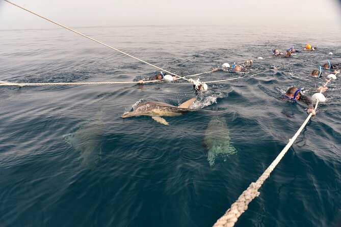 Wild Dolphin Swim Cruise - The front swim net between the bows
