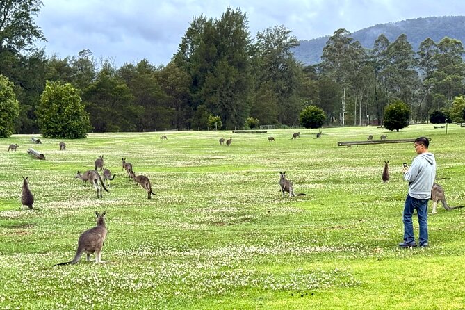 WILD Wombat and Kangaroo Day Tour, All Inclusive - Carrington Falls through eucalyptus forest
