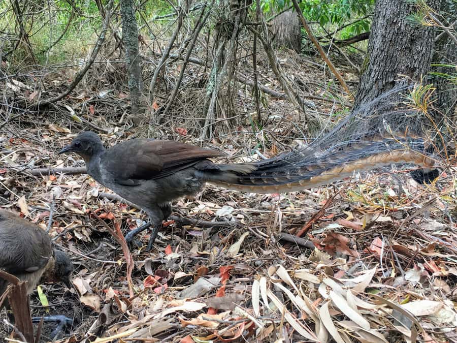 WILD Wombats and Kangaroo Experience, All Inclusive, Sydney - Budderoo National Park and the first waterfall