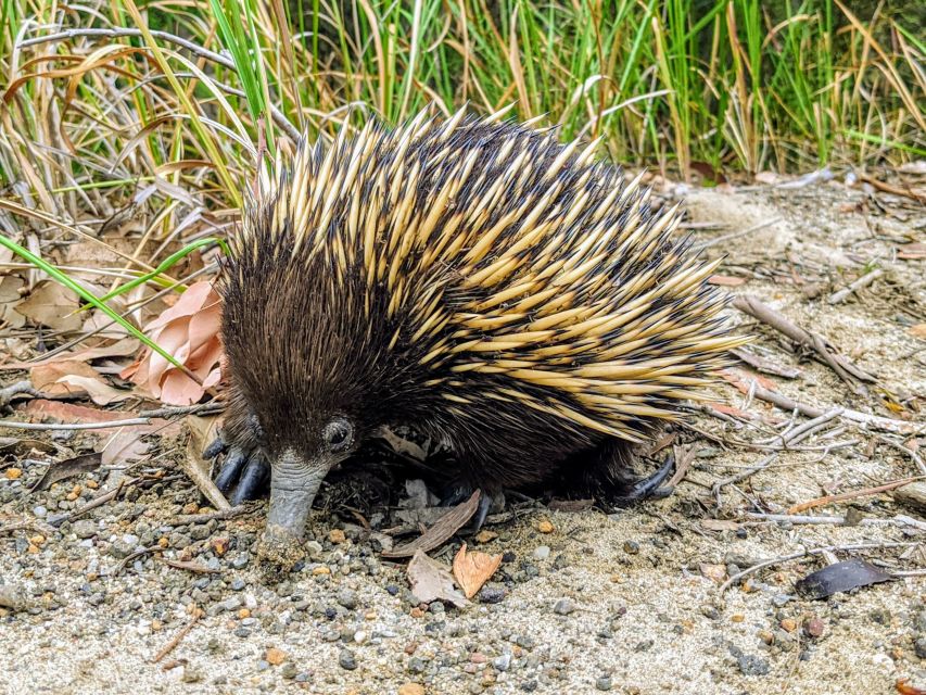 WILD Wombats and Kangaroo Experience, All Inclusive, Sydney - Morton National Park and the second scenic stop