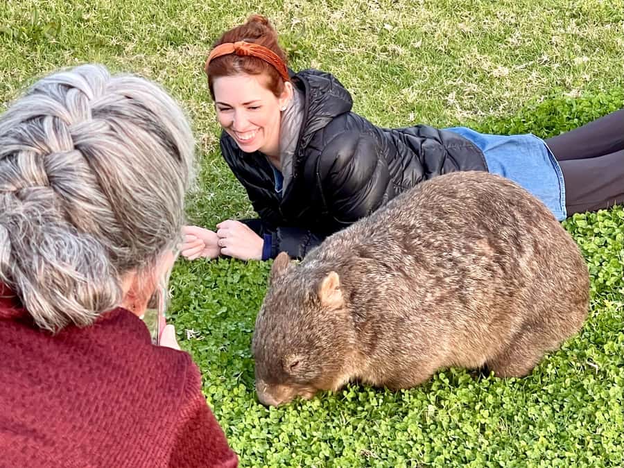 WILD Wombats and Kangaroo Experience, All Inclusive, Sydney - The wombat and kangaroo encounter