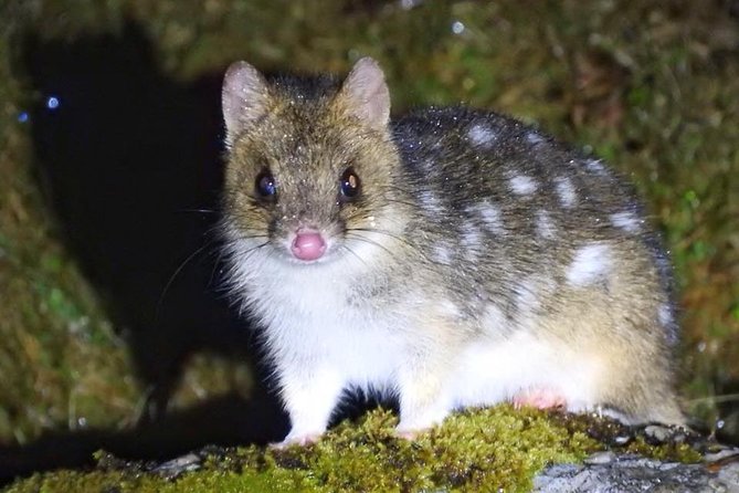 Wildlife Night Spotting at Cradle Mountain - Key points at a glance